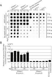 A Quantitative Dot Blot Assay For Aav Titration And Its Use For Functional Assessment Of The Adeno Associated Virus Assembly Activating Proteins Protocol Translated To Dutch
