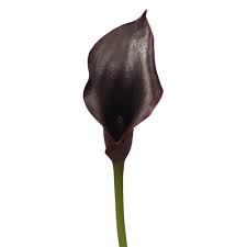 We did not find results for: Amazon Com Globalrose 10 Stems Of Dark Purple Color Calla Lilies Fresh Flowers For Delivery Grocery Gourmet Food
