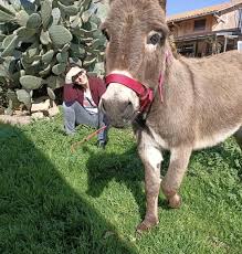 Durfen Wir Vorstellen Ein Neuer Esel Bei Lettinis Gustavo Gustavo Ist Ein Kleiner Esel Aus Einem Naturpark Vor Den Toren Roms Und Ist Das Animals Goats