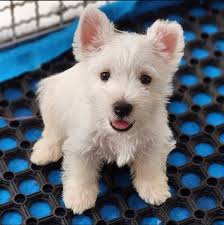 Just say hi ! So we know you are still active in this group❤️😍