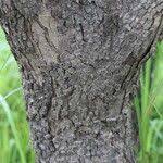 Image result for Julbernardia globiflora