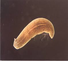 New england aquarium (boston & quincy, ma): Adw Dugesia Tigrina Information