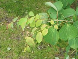 Image result for Maerua descampsii