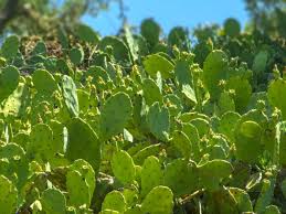 The prickly pear cactus is a plant or shrub, erect or creeping, which can reach 3 to 6m high and inside the stems and leaves prickly pear contains reserves of nutrients and water the shell is thick, and its surface areolas are distinguished with very fine spines that must be removed before eating the. Pin On Healthy Eating