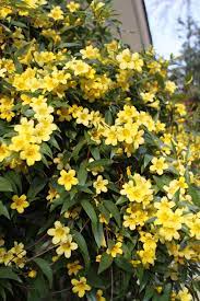 Winter blooming flowers are giving off some of the 'strongest' scents in the uk due to last year's hot long summer. 15 Best Plants That Bloom In Winter Flowers That Develop In The Cold
