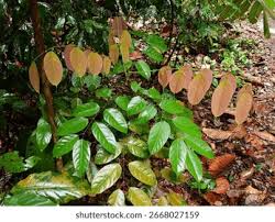 Image result for Rourea