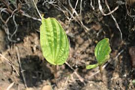 Image result for Schistostephium crataegifolium