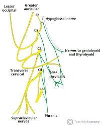 The Cervical Plexus Spinal Nerves Branches Teachmeanatomy