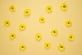10 000 Best Yellow Background Photos 100 Free Download Pexels Stock Photos Download hd wallpapers for free on unsplash. 10 000 best yellow background photos