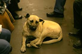 Check spelling or type a new query. Street Dogs In Moscow Wikipedia