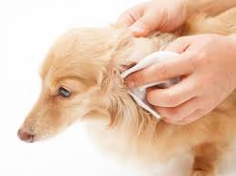 If your dog has an ear infection and you are looking for a dog ear cleaning solution, you've come to the right place. Treat Dog Ear Infection Over The Counter Www Macj Com Br