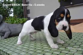 Image result for bernský honič