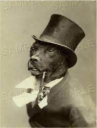Pin On Wedding Pets