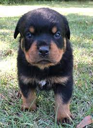 Why Do Some Rottweilers Have A White Spot On The Chest All Red Mahogany Rottweiler Pictures Mississippi Rottweilers