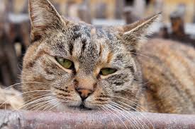 Most cat owners won't even notice their pet have worms if it's just a minor infection. Surgical Tumor Removal In Cats In Cats Conditions Treated Procedure Efficacy Recovery Cost Considerations Prevention