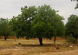 Image result for Anacardium occidentale