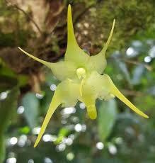 Image result for Aeranthes africana