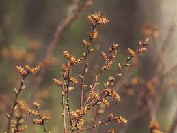 Image result for Myrica chimanimaniana