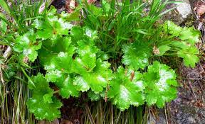 山菜採りシリーズ その他食べられる草花 1 あきた森づくり活動サポートセンター