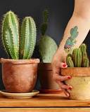 What is cactus a symbol of?