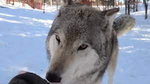 Giant Wolf Sits Down Next To This Lady But Watch The Moment When Their Eyes Meet Pet Wolf Wolves And Women Wolf Spirit Animal