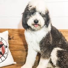 Buttons and captain have a new litter of f1b mini sheepadoodle puppies born march 20, 2021. Sheepadoodle Puppies For Sale In Texas