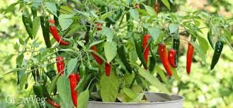 Maybe you would like to learn more about one of these? Improve Your Harvest By Overwintering Peppers