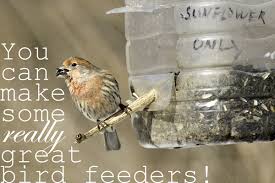 Wine bottle diy bird feeder plan: 20 Best Homemade Bird Feeders That You Can Make