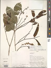 Image result for Combretum psidioides