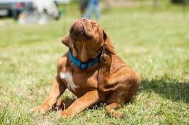 Soothe Your Pet S Allergy Symptoms Yeast In Dogs Itchy Dog Flea Control For Dogs