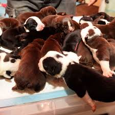 We are usda license breeder of english bulldog puppies. English Bulldog Gives Birth To Adorable Litter Of 16 Puppies Is It The Biggest Ever Mirror Online