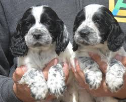 Black And Brown Cocker Spaniel Puppies For Sale Loving Blue Roan Cocker Spaniel Puppies Pedigree Puppies For Sale Blue Roan Cocker Spaniel Cocker Spaniel Puppies Cocker Spaniel