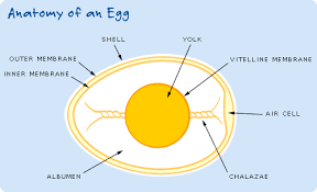 The following are printouts on chicken development. Science Of Eggs Anatomy Of An Egg Exploratorium