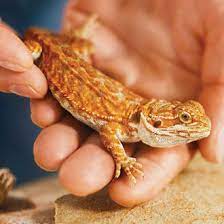 Certain exotic pets are also far more dangerous, impossible to control, and can escape. Reptile Store Supplies Accessories Products Petco