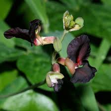 Image result for Macroptilium atropurpureum