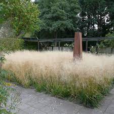 Щучка дернистая bronzeschleier(deschampsia cespitosa bronzeschleier). Deschampsia Cespitosa Bronzeschleier