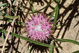 Image result for Dicoma galpinii