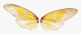 .transparent png fairy wings png image with transparent background category : Gold Fairy Wings Png Transparent Png Transparent Png Image Pngitem