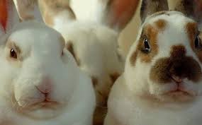 9 Tips To Pressure A Company To Go Cruelty Free Animals Rabbit Cruelty Free