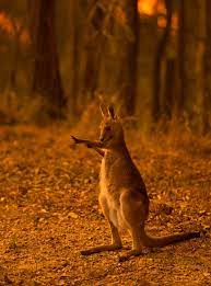 With Australia Ablaze These Animals Are Still In Danger Australia Animals Animals Australia