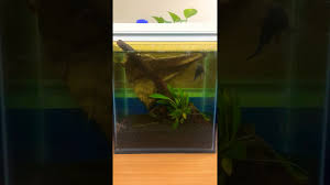 The kuhli loach (pangio kuhlii/semicincta), also known as the coolie loach, is a longtime favorite for the community and planted aquarium. Betta With Kuhli Loach Roommate Youtube