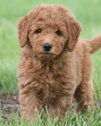 If you're having trouble deciding, keep in mind that great golden retriever names can come from many different sources of inspiration, such as your favorite foods, books, celebrities, your heritage, or even dog breed history. Miniature Goldendoodle Goldendoodle Puppy Teddy Bear Dog Puppies