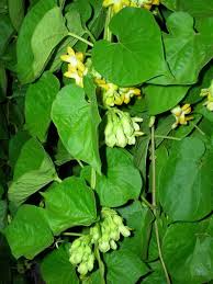 Image result for Telosma