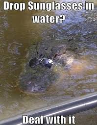 Time to put up the lights. Funny Animals With Quotes Gallery