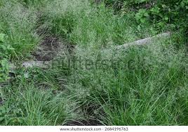Image result for Eragrostis friesii