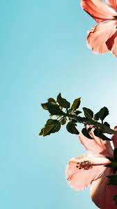 We did not find results for: Iphone 6 Plus Iphone 6s Plus Iphone 7 Plus Aesthetic Iphone Wallpaper Nature Wallpaper Flower Wallpaper