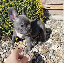 Find temperament, exercise, health, do they shed & more on ● key characteristics of french bulldogs ● how can i take good care of a french bulldog puppy? Young Blue French Bulldog Pups For Sale Brisbane City Qld Australia