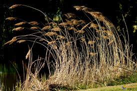 Internet plie, mais ne rompt pas. Photo Je Plie Mais Ne Rompt Point