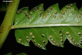 Image result for Cyclosorus interruptus