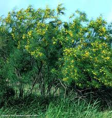 Yellow flowering trees in texas. Texas Native Plants Database